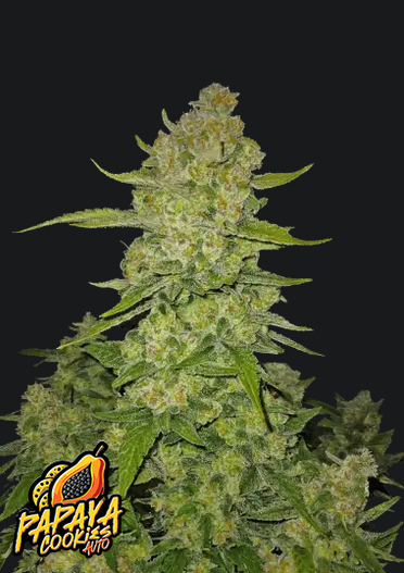 Papaya Cookies Auto.png